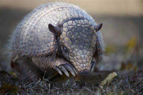 tortuga armadillo